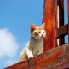 Kot na balkonie
