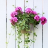 Aranżacja kwiatowa - pelargonie