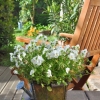 Białe kompozycje kwiatowe - kwiaty na balkon i taras