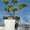 drzewa na taras i balkon