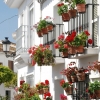 Pelargonie goszczą na balustradach balkonowych i ścianie domu