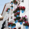 Pelargonie w otoczeniu balkonu