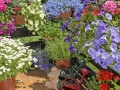 Balkon mit Sommerblumen.