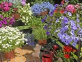 Balkon mit Sommerblumen.