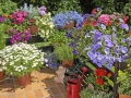 Balkon mit Sommerblumen.
