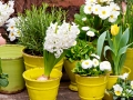 Topfpflanzen im Garten