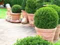 Gartengestaltung mit Buchsbäumen