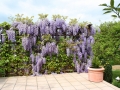 Terrasse mit Blauregen