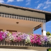 surfinie-na-balkon-i-taras-8-jpg