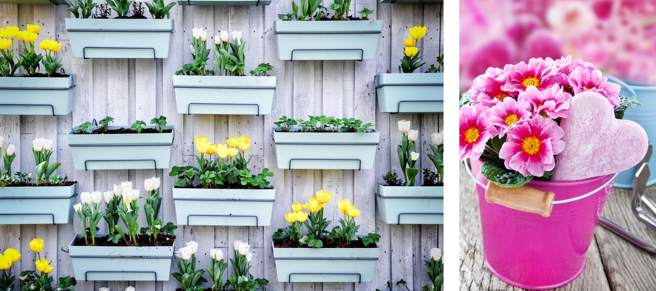 Wooden wall with spring tulips